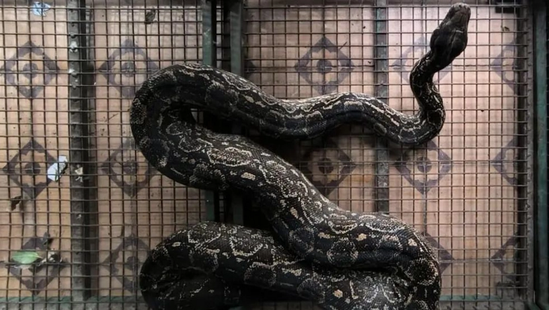 Encontraron una serpiente de dos metros en una casa