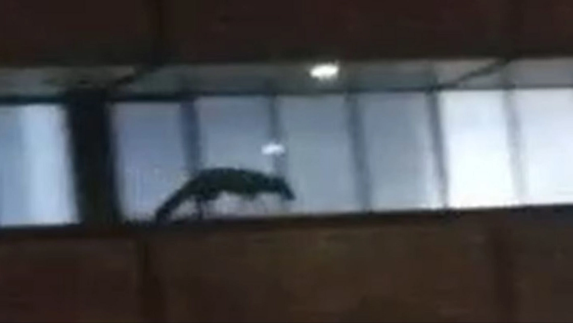 Nueva Córdoba:Registraron a un zorrito trepando en un estacionamiento