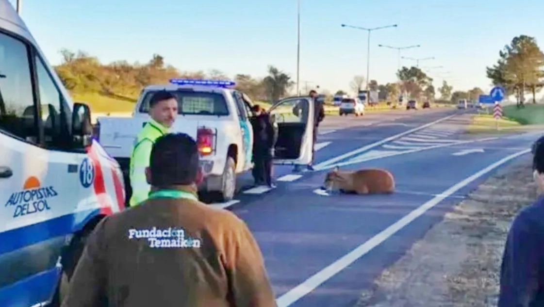Rescataron a un ciervo de los pantanos en plena Panamericana