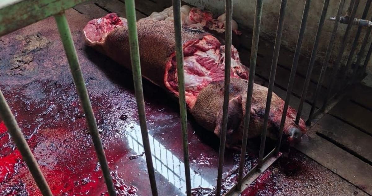 Faenaron un cerdo clave para investigación en Veterinarias