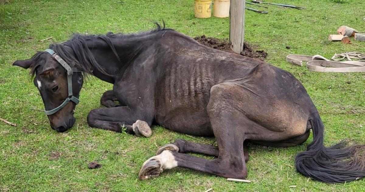 Maltrato animal: no hay delito si una persona no puede alimentarlo por no tener recursos  