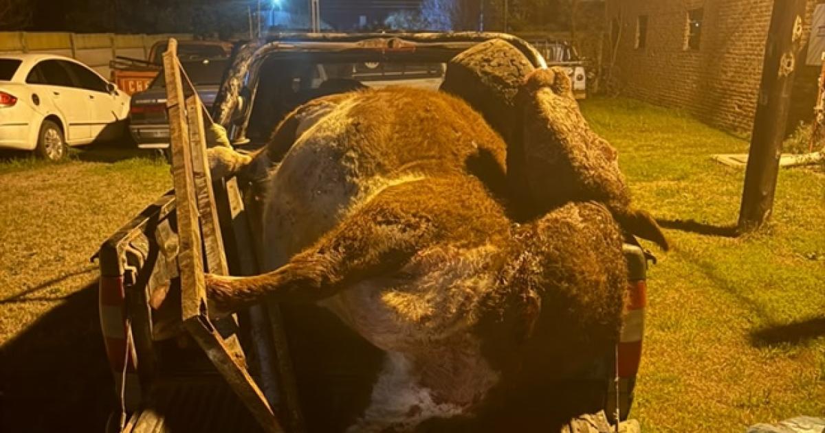 Frustraron un abigeato en Doblas: dos detenidos, una vaca y una camioneta secuestrada