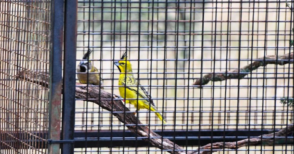 Avance genético permitirá devolver a los caldenales a los cardenales amarillos
