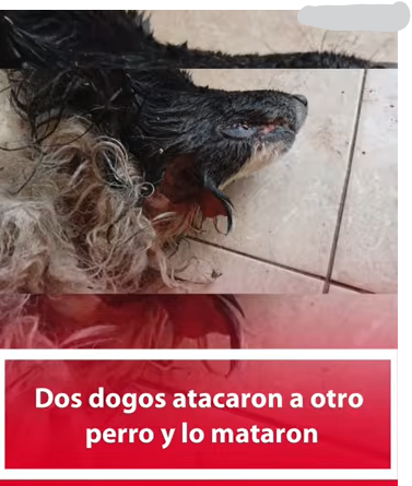Dos dogos atacaron a otro perro y lo mataron
