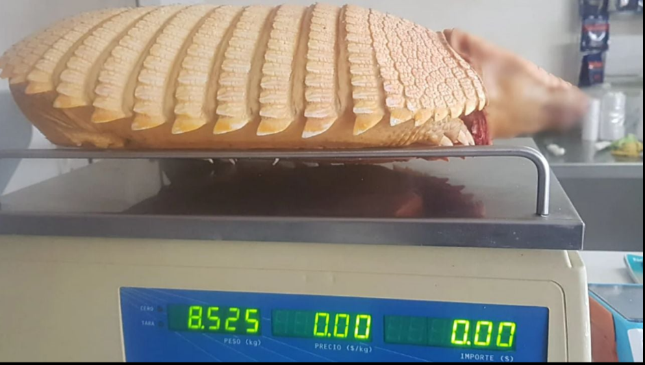 Un enorme peludo apareció en un campo de Parera y sorprendió por su impresionante peso