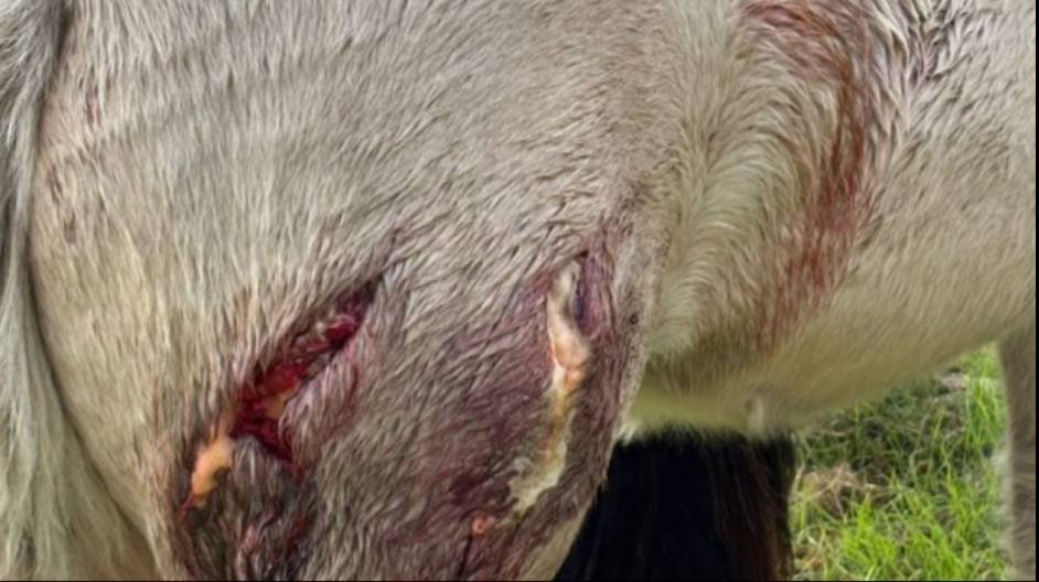 URGENTE ZONA RURAL: una potranca fue atacada por un puma entre Trilí y Quemú