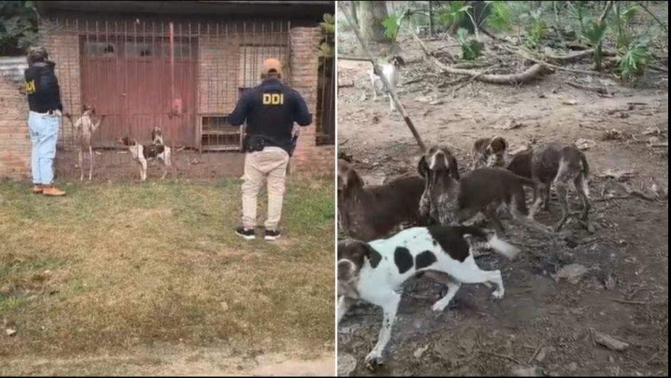 San Pedro:Encontraron 18 perros desnutridos en un presunto criadero clandestino