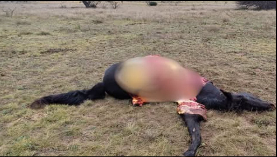 Abigeato en Acha: mataron una yegua criolla preñada y la faenaron