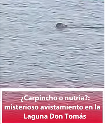 ¿Carpincho o nutria?: misterioso avistamiento en la Laguna Don Tomás