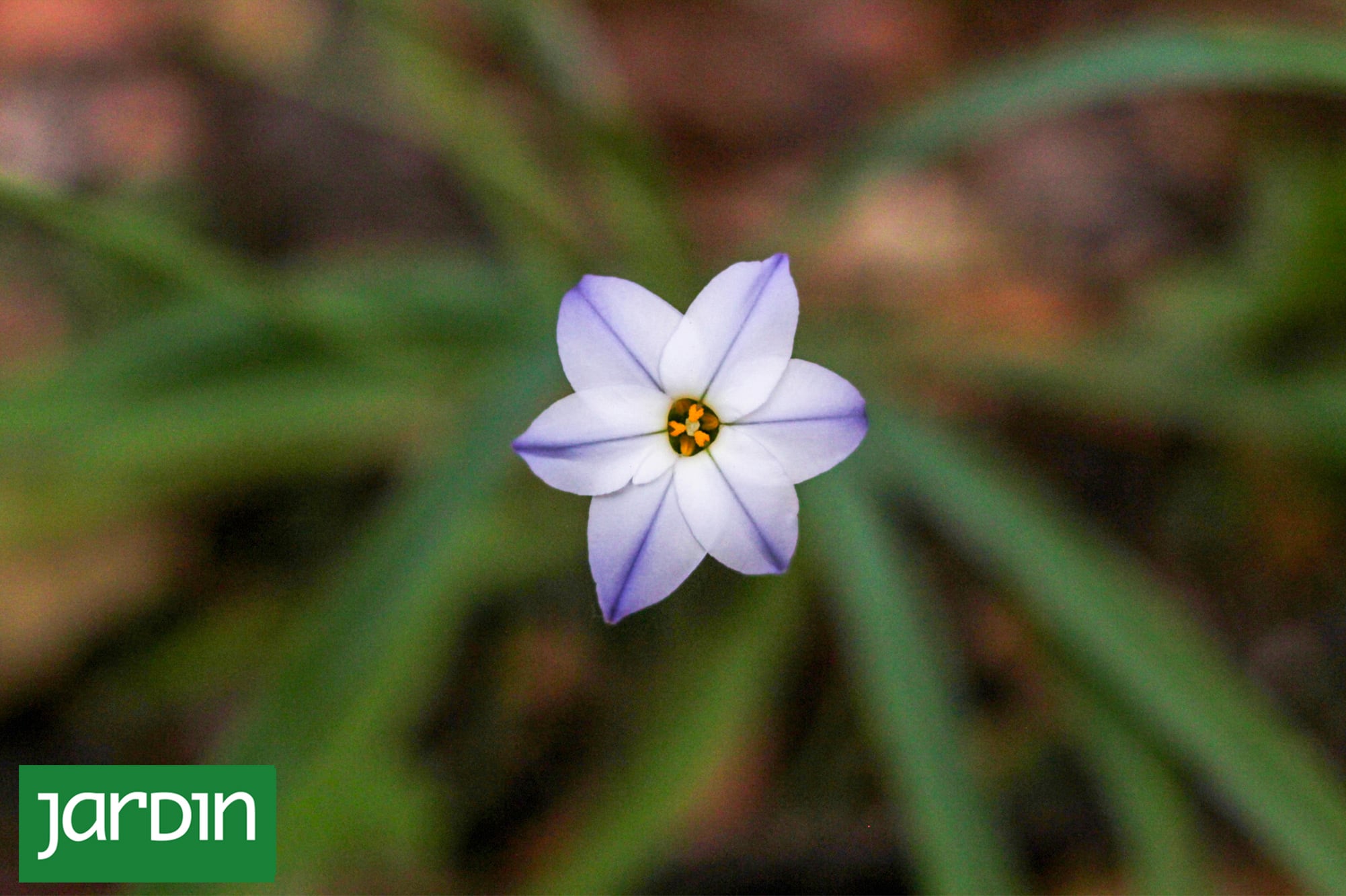 Cuando casi nada florece: las nativas que desafían el invierno y llenan el jardín de mariposas y picaflores