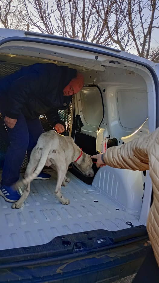 Allanamiento en Trenque Lauquen por maltrato animal: rescatan un Dogo Argentino y su compañero.