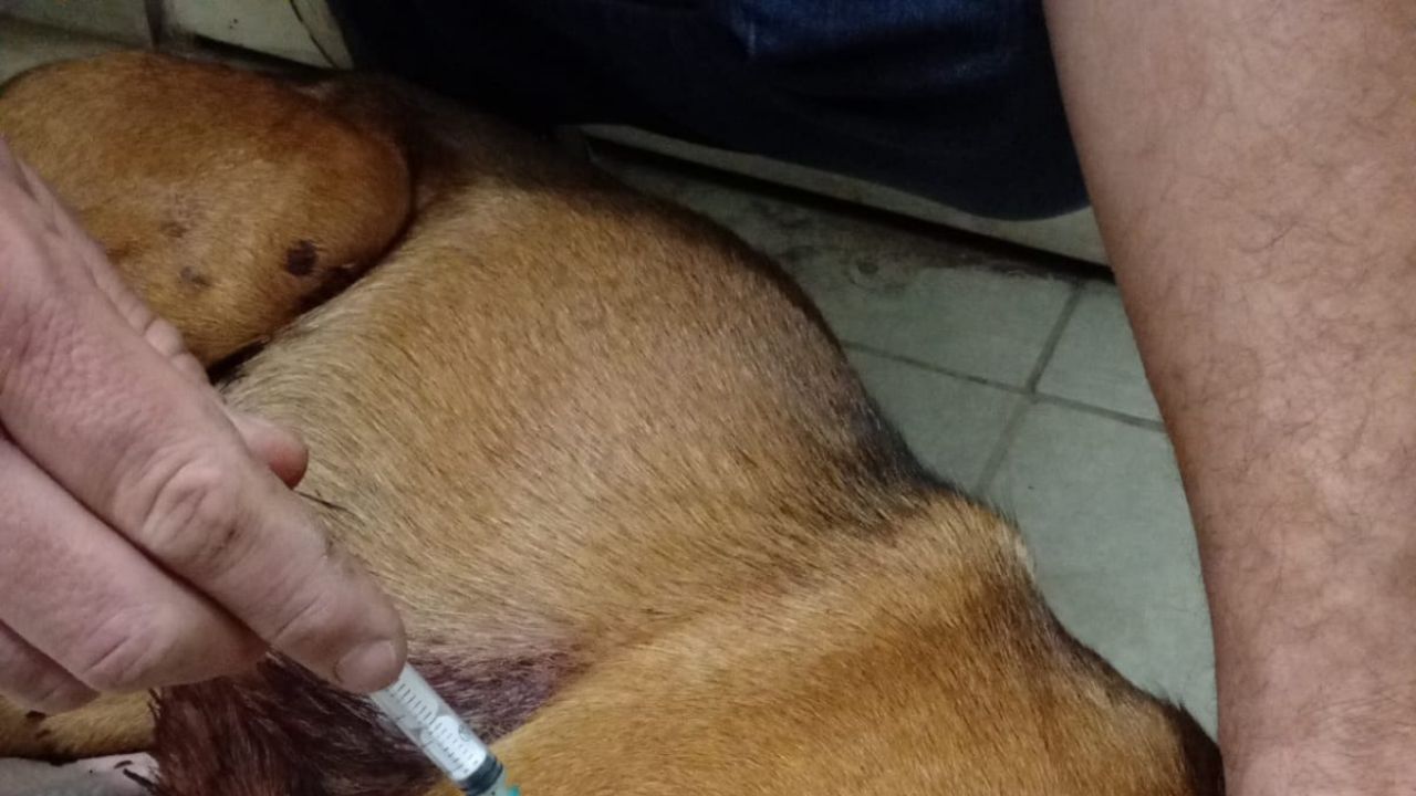 Personal policial de Rancul: investigan la muerte de un perro y las lesiones sufridas por otro tras presuntos disparos