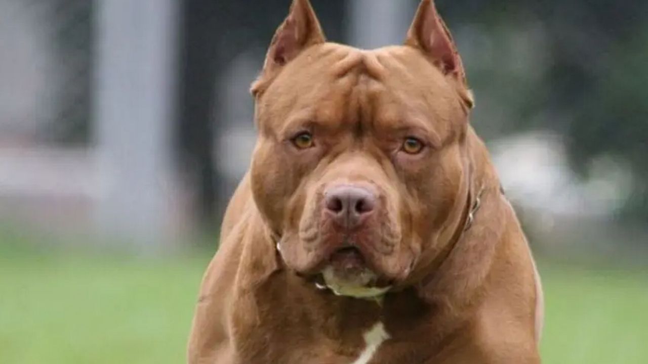 Córdoba: TRAGEDIA: Murió un nene de 3 años tras ser atacado por un pitbull