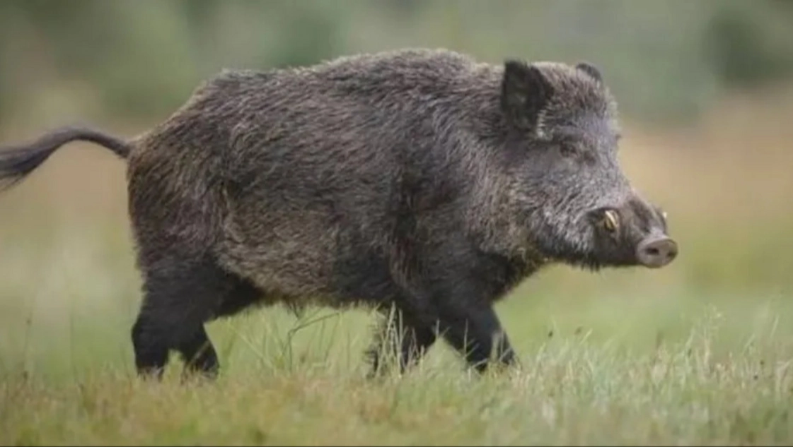Jabalí: avanza en el campo y se acerca hacia los poblados
