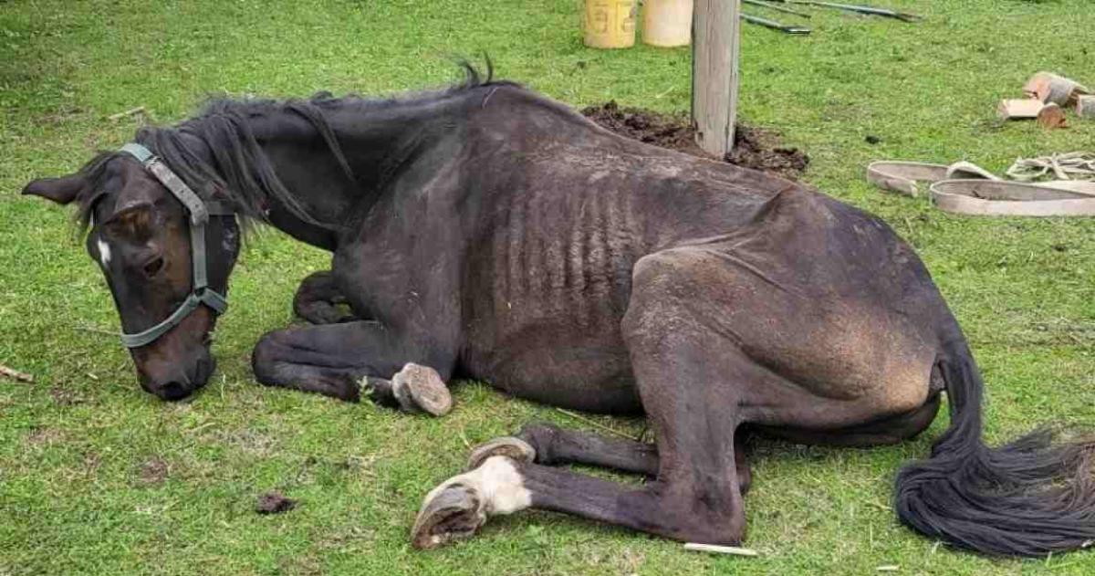 Santa Rosa.: El STJ dejó firme la absolución de una mujer acusada de maltrato animal