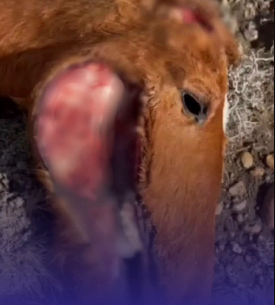¿OVNIs en Chubut? Encontraron dos caballos muertos con extrañas mutilaciones