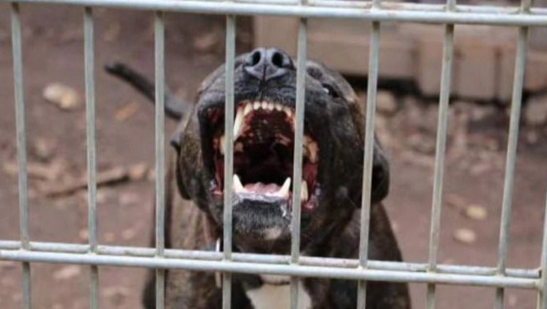 Un pitbull atacó y mató a un nene de 4 años en Moreno