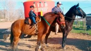 General Acha: condenaron a tres años de prisión en suspenso al hombre que mató a “Tomasito”, el caballo de paseo para niños