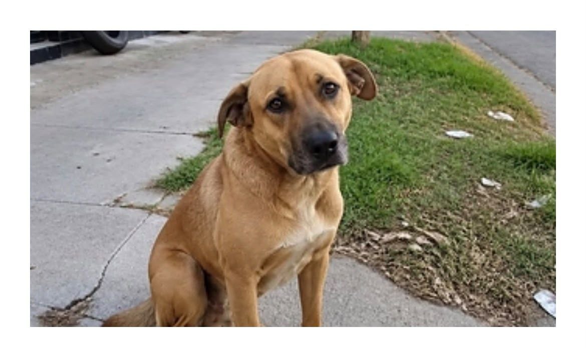 Proponen hasta 60 días de arresto para quienes maltraten o abandonen animales