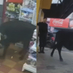 Confusión en Entre Ríos: el insólito momento en que una vaca entró a una librería y asustó a los clientes