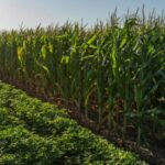 Campaña gruesa: está disponible la nueva línea de crédito anunciada por Ziliotto en la Rural