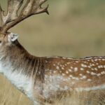 Cuatro años de prisión para dos cazadores por matar tres ciervos y faenearlos en un campo
