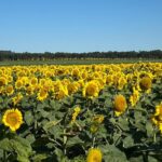 Nueva campaña: es buen momento para cambiar girasol por insumos