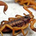 Alarma por un joven picado por alacrán en Pico