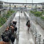 Valores con altibajos en el Mercado Agroganadero de Cañuelas