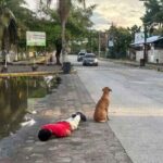 Este sí es el mejor amigo del hombre: se quedó dormido borracho en la calle y su perro lo protegió