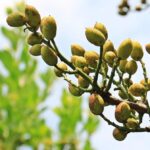 Por qué recomiendan comer pistachos de noche para tener más energía