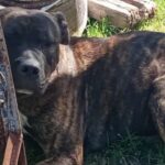 Un hombre de 76 años fue atacado por dos perros: le mordieron los genitales y está internado