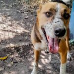 Una jubilada envenenó a sus diez perros y luego se quitó la vida