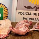 Robaron y carnearon un cordero y un lechón: dos detenidos