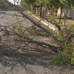 Fuertes tormentas provocaron caída de árboles y cortes de energía en Santa Rosa y Toay