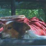 Victorica: joven héroe rescata a un perro que se estaba ahorcando-Video