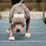 Una beba de un año lucha por su vida tras ser atacada por un pitbull en su casa de Santa Fe