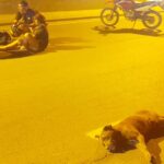 Una motociclista con heridas al chocar con un perro 