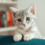 Lo que dice la psicología de las personas que aman a los gatos: tienen rasgos y características especiales