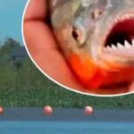 Decenas de personas heridas por palomentas en una playa: un bañista perdió un dedo