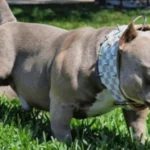 Mató al perro de una vecina con un golpe en la cabeza