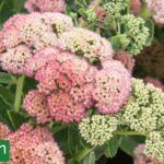 Plantas de otoño: una guía con las especies clave para esta estación