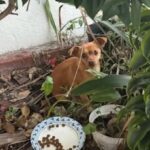Encontraron una perra abandonada entre los arbustos, pero después descubrieron su verdadera identidad