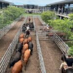 Vacunos: cierre de semana en baja en el Mercado Agroganadero de Cañuelas