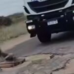 VIDEO: Camiones pasan la Ruta 151 en pésimas condiciones entre Puelén y Algarrobo del Águila