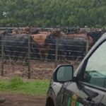 El extraño caso de los 190 vacunos que el influencer Bruno Riboldi, más conocido como «La Joya Agro», se ocupó de denunciar como desaparecidos a través de sus redes