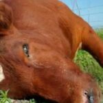 Toay:Alerta en un campo: detectan un brote de carbunclo