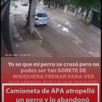Atropelló a un perro con una camioneta oficial de la APA y no frenó