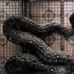 Encontraron una serpiente de dos metros en una casa