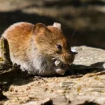Murió una joven de 15 años por hantavirus